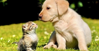 Puppy And Kitten Friendship