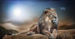 The Big Lion Is A King