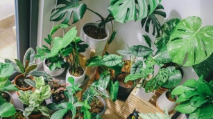 The Indoor Jungle: A Guide To Thriving Houseplants