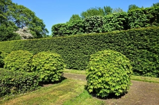 Maximizing Your Curb Appeal With Professional Shrub Pruning Services