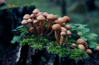 Psilocybin May Be As Effective As Your Antidepressants