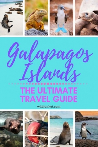 How To Visit Galapagos IsIands: Travel Guide 2024