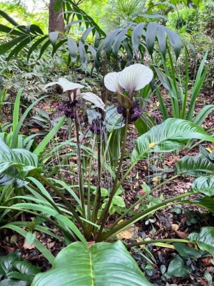 National Orchid Garden At Singapore Botanic Gardens