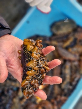 The Curious Case Of The Japanese Sea Cucumber