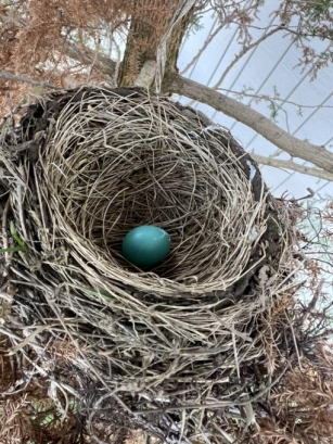 First Nest Of The Season
