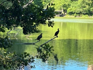 Birdwatching In Central Park With Birding Bob