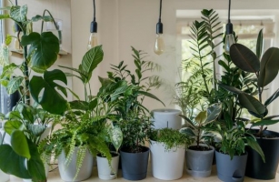 Indoor Plant Care 101: How To Keep Your Green Friends Happy And Healthy