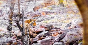 Roaring Majesty: A Guide To Tiger Sighting In India's Wild Heartlands