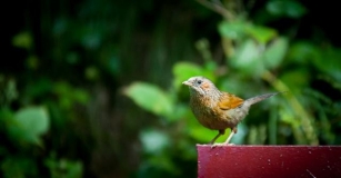 Wings Of Wonder: Top 20 Bird Sanctuaries In India For Migratory Bird Watching
