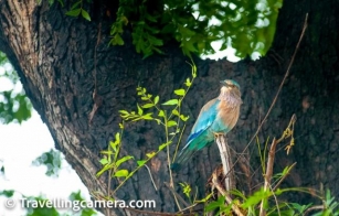 Vibrant Wings: Exploring The Beauty Of The Indian Roller