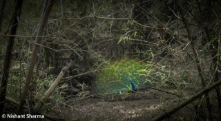 The Majestic Indian Peacock: Symbol Of Beauty, Grace, And Cultural Heritage
