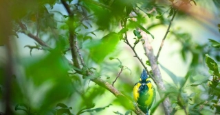 Exploring The Charms Of The Himalayan Black-Lored Tit: A Jewel Of The Mountains