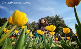 Blooms Of Elegance: Exploring The Delhi Tulip Festival On Shanti Path And Nehru Park