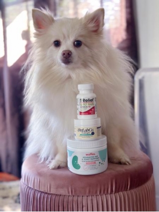 The Best Senior Dog Supplements For Your Pet