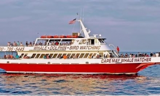 Whale-and Dolphin-Watching Tours At Cape May Whale Watcher Only $29.44