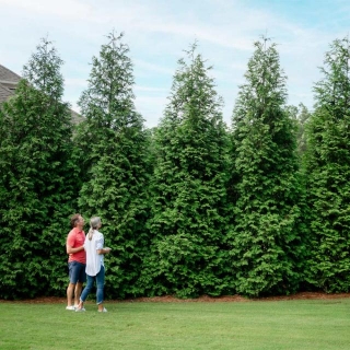 Fast Growing Trees New Customers: Buy 1, Get 1 Privacy Tree $16.95