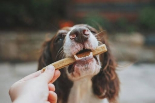 How To Create A Nutritious And Delicious Diet For Your Dog