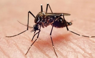 Brasil Atinge 1,6 Mil Mortes Confirmadas Por Dengue