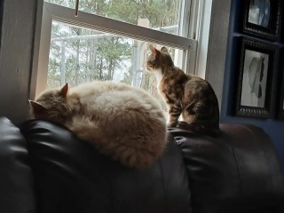 X2 Kitties At The Window Seat