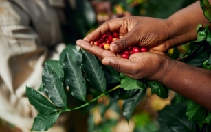 O nouă cercetare oferă primele recomandări privind evaluarea exactă a amprentei de carbon a cultivării cafelei