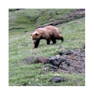 Agencies Announce Decision To Restore Grizzly Bears To North Cascades