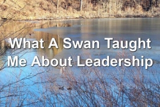 What A Swan Taught Me About Leadership