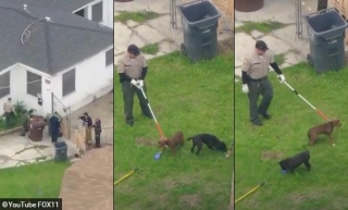 2024 Dog Bite Fatality: Man Killed By Pack Of Breeding Pit Bulls In Compton, California