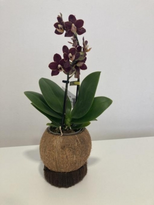 Kokos Orchidee