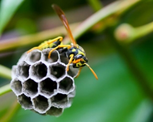 Inside The Hive: Identifying A Paper Wasp Nest 