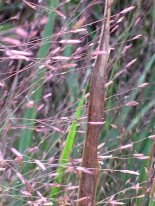 Maryland Native Plants For Meadows: Eragrostis Spectabilis – Purple Love Grass