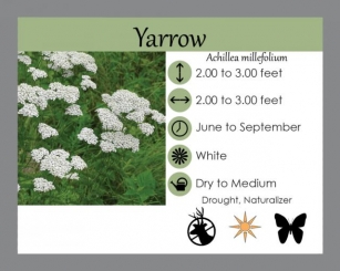 Native Plants For Pollinators: Achillea Millefolium – Yarrow