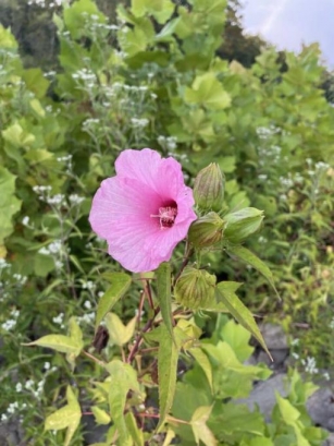 Maryland Native Plants For Summer: Hibiscus Laevis – Halberd-Leaved Rose-Mallow