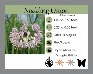 Edible Maryland Native Plants: Allium Cernuum – Nodding Onion