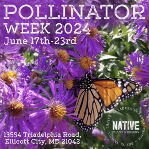 Pollinator Week 2024 At Lauren’s Garden Service And Native Plant Nursery