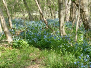 Maryland Native Plants For Spring: Mertensia Virginica – Virginia Bluebells