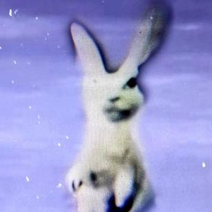 Sue Sandal – “Drown The Rabbit”