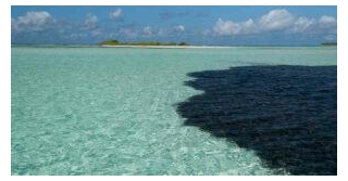 Oil Spill From Tobago Reaches Bonaire’s Shores, Posing Serious Threat