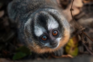 Hailing From Central And South America, Owl Monkeys Are The Only Nocturnal Primates In The World, Weighing Just Over Two Pounds And Sporting Big, Adorable Eyes