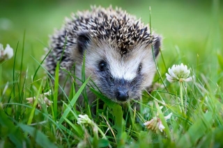 Hedgehogs Are Tiny, Low Maintenance, Adorable, And Downright Entertaining, Making Them Perfect Household Pets: Here’s How To Care For One