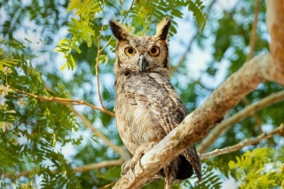 Owls Have Been Viewed As Symbols Of Wisdom For Thousands Of Years, But Studies Have Shown These Birds Actually Aren’t The Smartest Feathered Friends In Our Skies