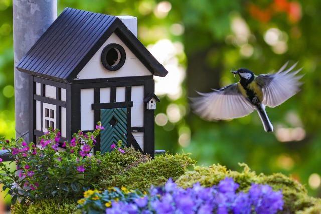 Stop Living With An Empty Nest And Make Your Backyard Birdhouse Much More Inviting For Feathered Friends With These Key Techniques
