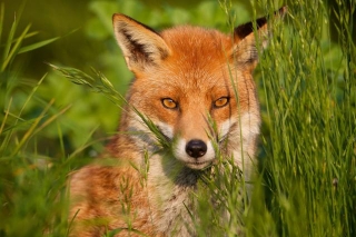 A Two-Year-Long Study On Red Fox Hunting Behavior Revealed That These Mammals Can Sense The Earth’s Magnetic Field And Use It To Track Down Prey, Making Them The First Known Animal To Use It For Hunting