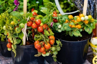 Enjoy Ripe Tomatoes Year Round By Cultivating Your Very Own Indoor Tomato Garden: Here’s How To Get Started