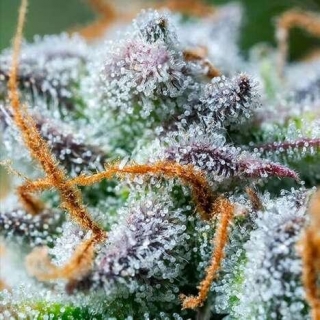 Feminized Cannabis Seed Brands - Royal Queen Seeds Offers A Diverse Selection Of Seeds (TrendHunter.com)