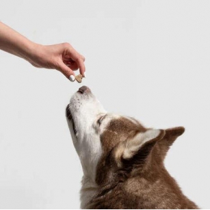 Stress-Busting Pet Supplements - The 'Calm' Supplement Increases Serenity And Curbs Anxiety (TrendHunter.com)