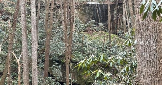 Some Possible Bigfoot Tracks In Harlan County