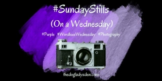 PURPLE #SundayStills (On A Wednesday) #Photography #ColourChallenge