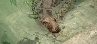 Visiting The Cornish Seal Sanctuary In A Wheelchair