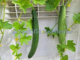 2023 Dark Armenian Cucumber