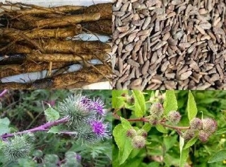 Burdock Roots For Hair Growth